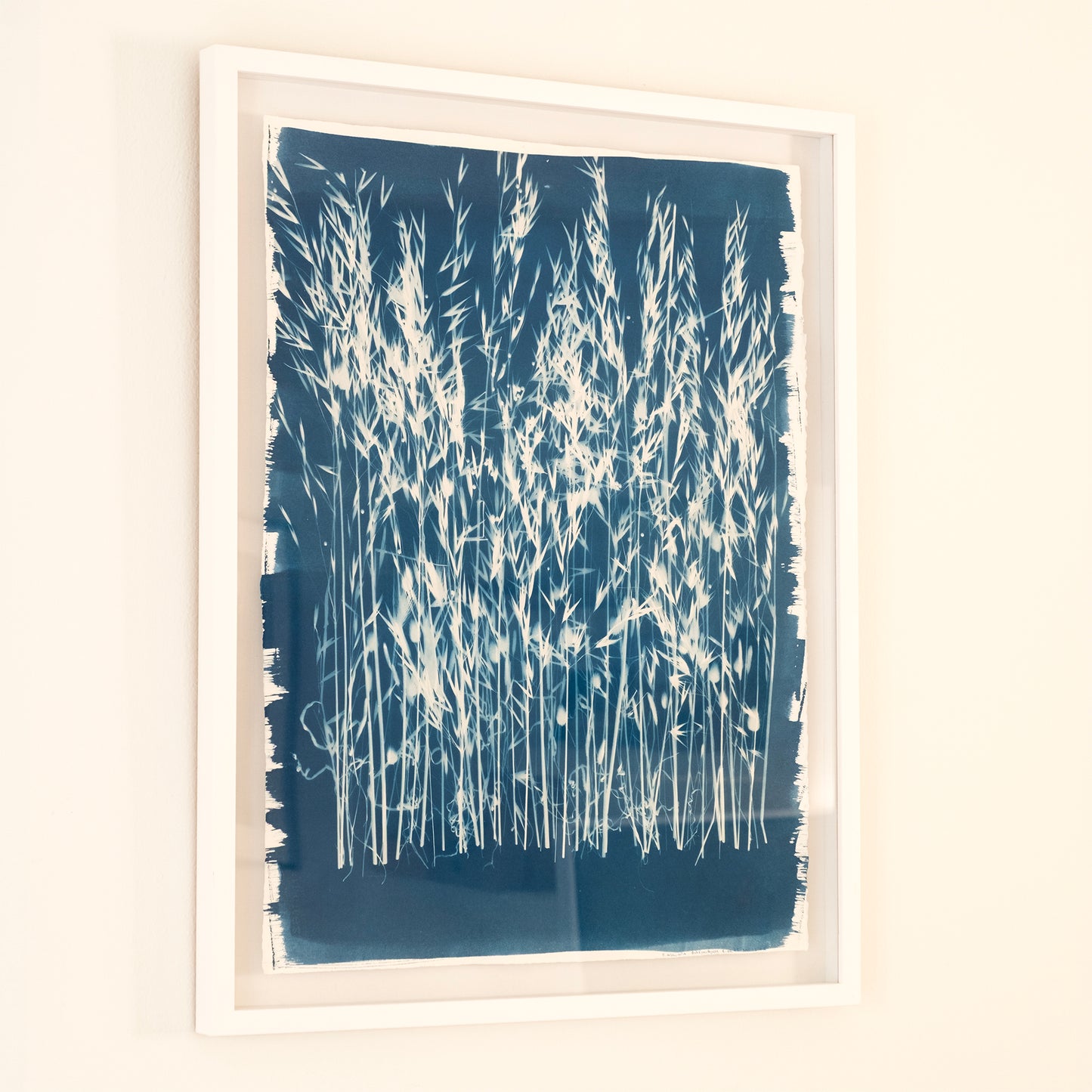 Cyanotypes Large framed - photography
