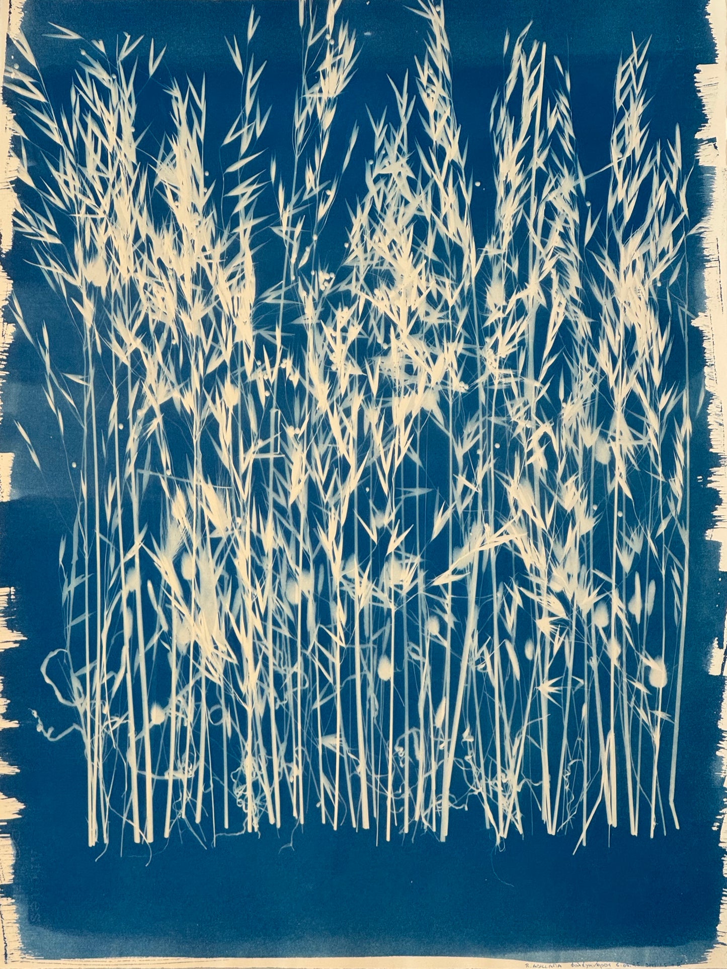 Cyanotypes Large - photography
