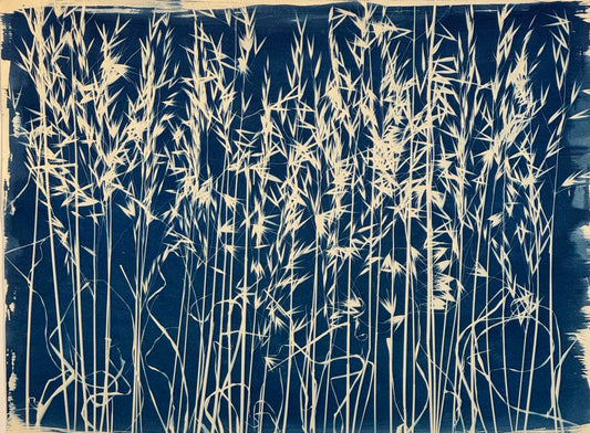 Cyanotypes Large - photography
