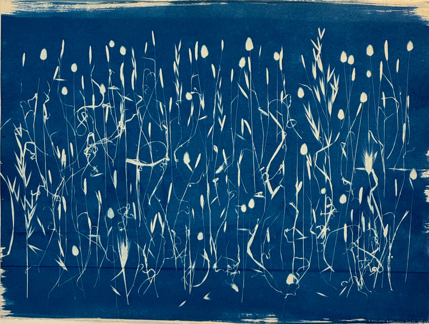 Cyanotypes Large - photography