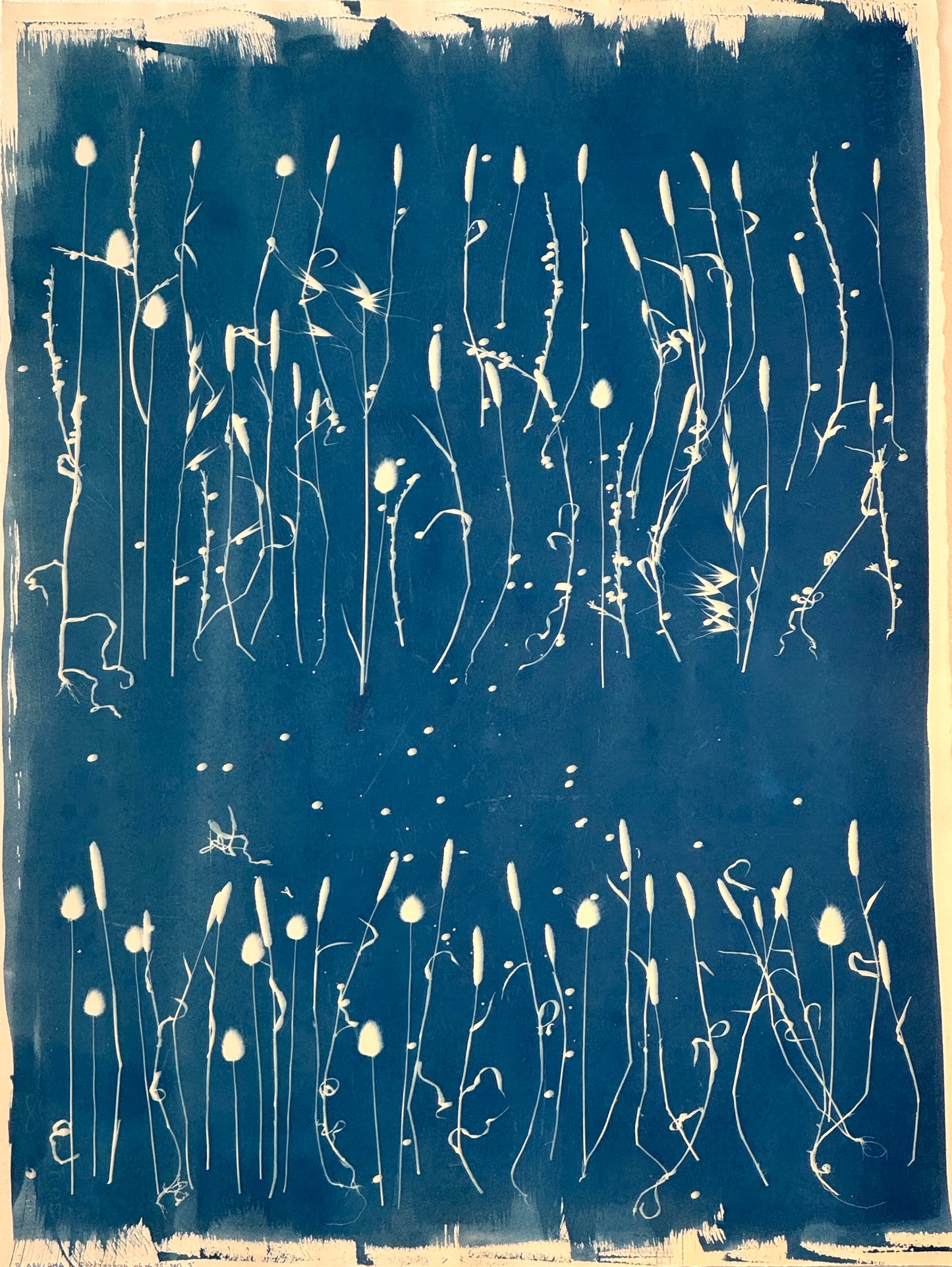 Cyanotypes Large - photography