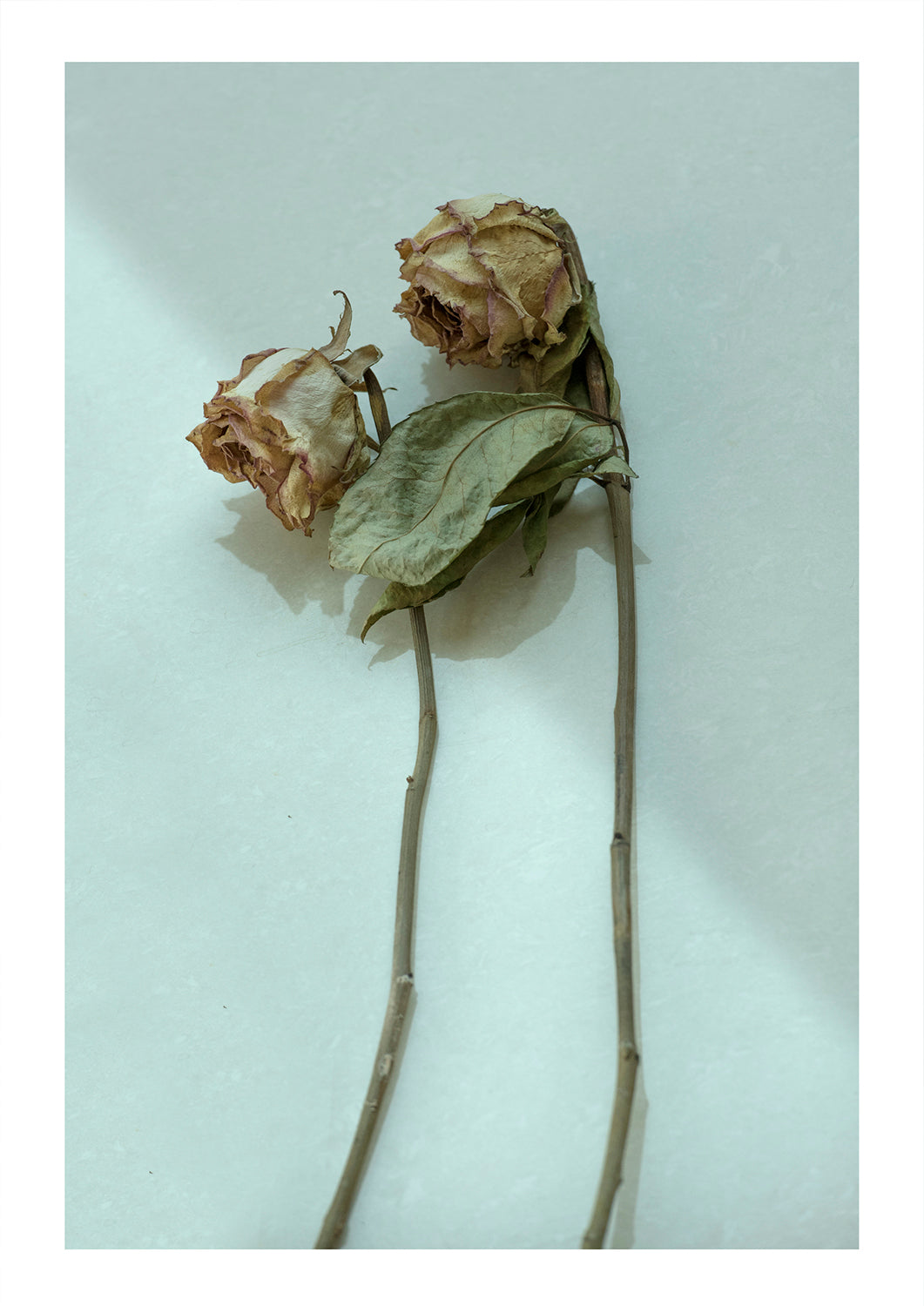 Birthday Flowers 1 - limited green series- photography