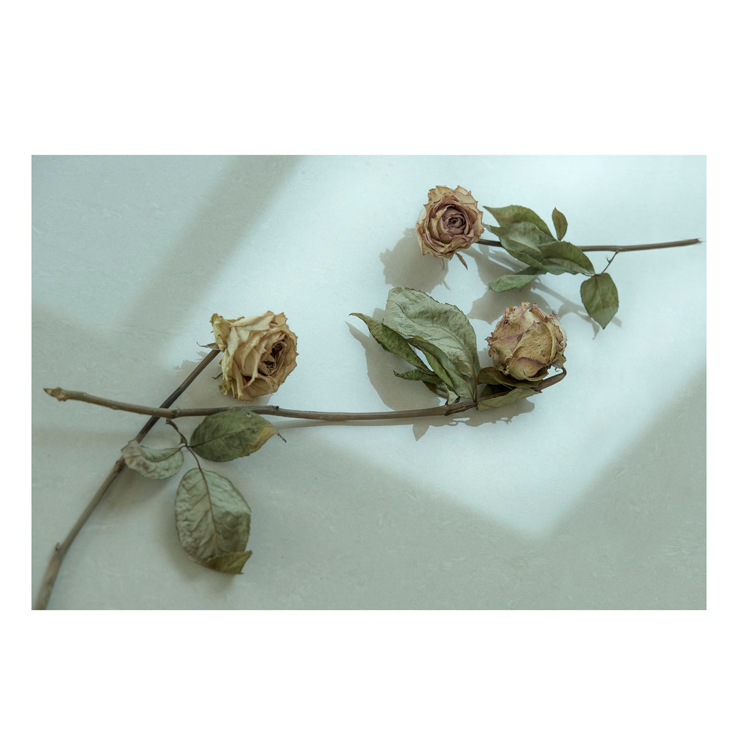 Birthday Flowers 2 - limited series- photography