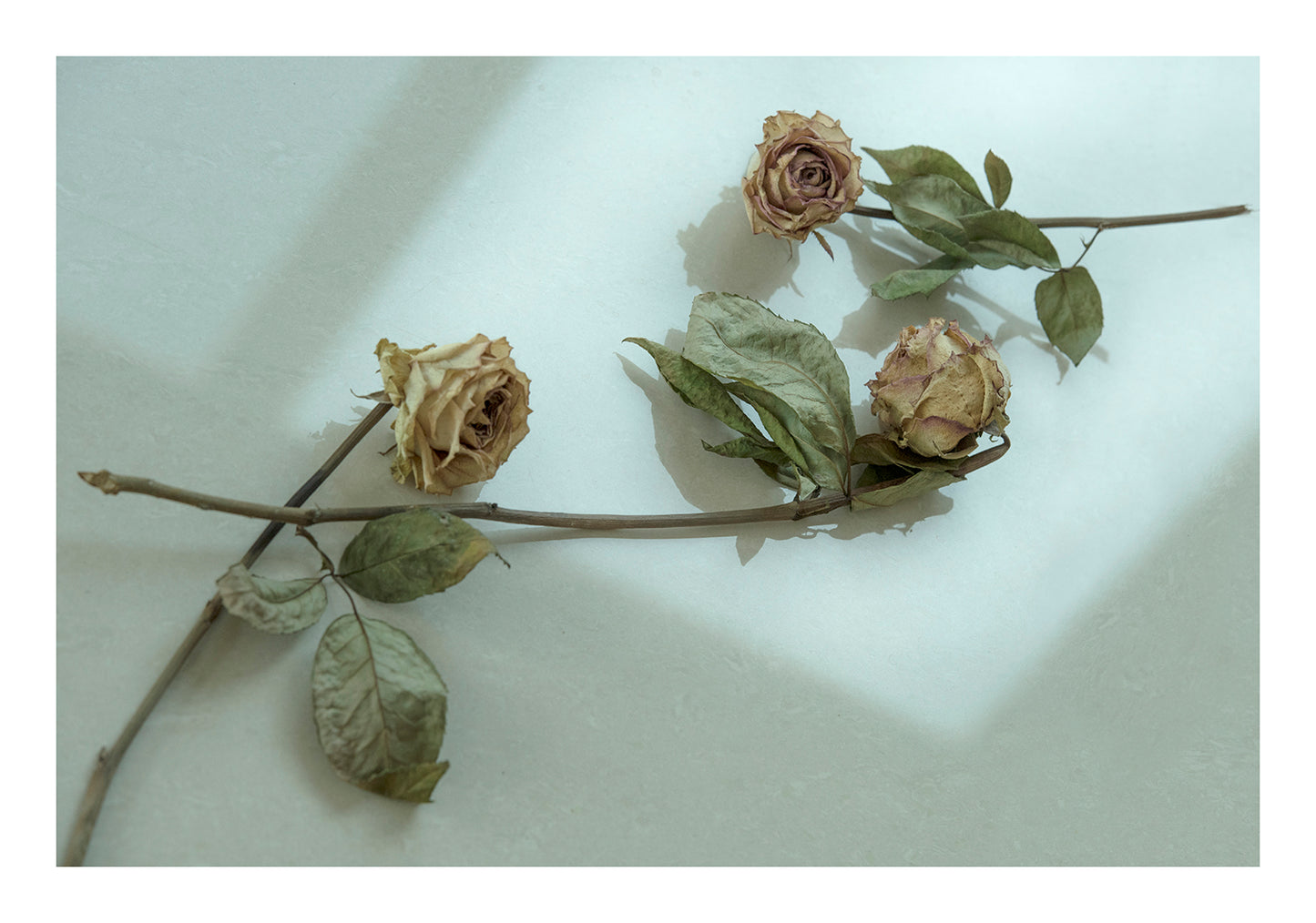 Birthday Flowers 2 - limited series- photography