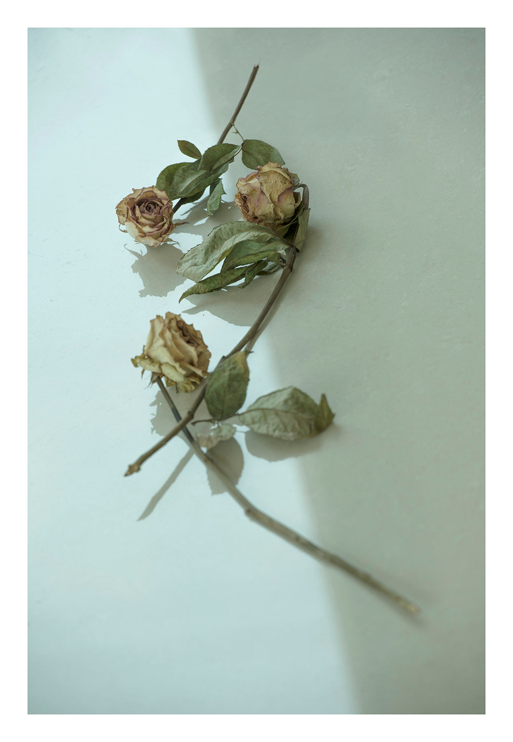 Birthday Flowers 3 - limited green series- photography