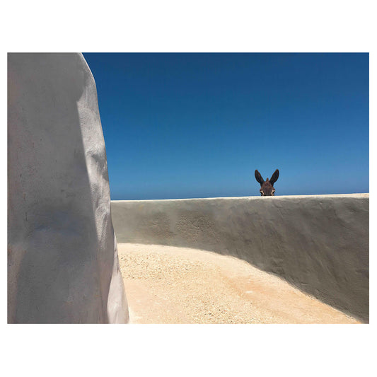 The Donkey - Limited edition - photography