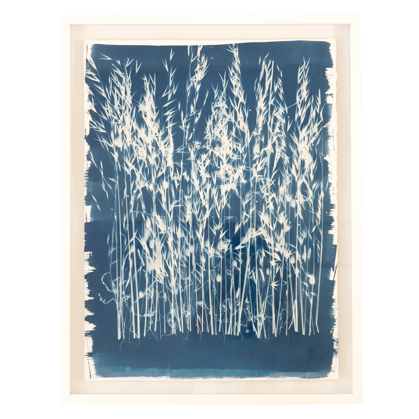 Cyanotypes Large framed - photography