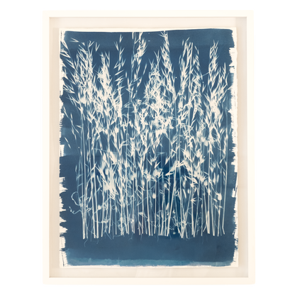 Cyanotypes Large framed - photography