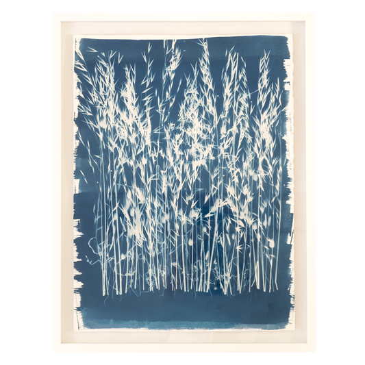 Cyanotypes Large framed - photography