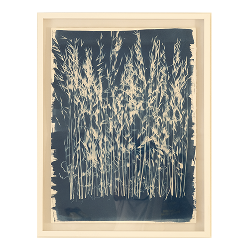 Cyanotypes Large framed - photography
