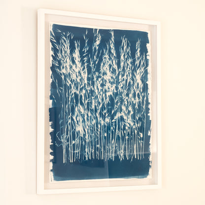 Cyanotypes Large framed - photography