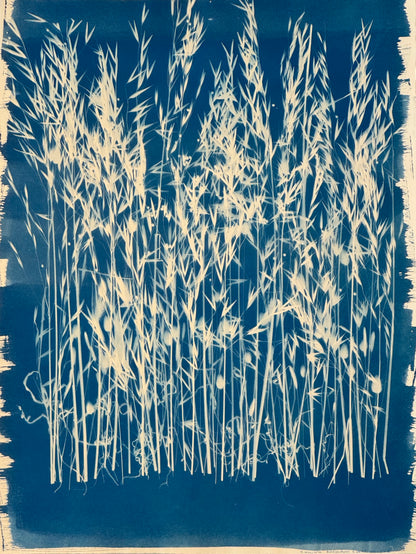 Cyanotypes Large - photography
