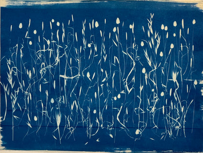 Cyanotypes Large - photography