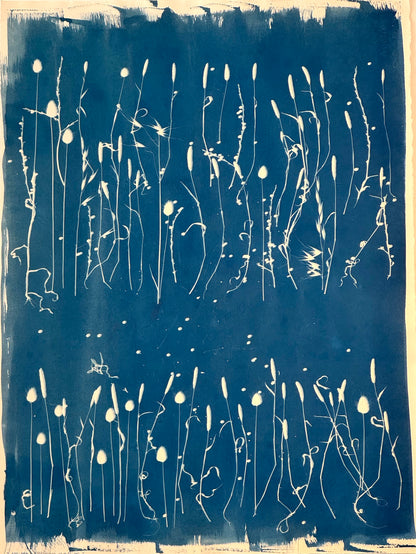 Cyanotypes Large - photography