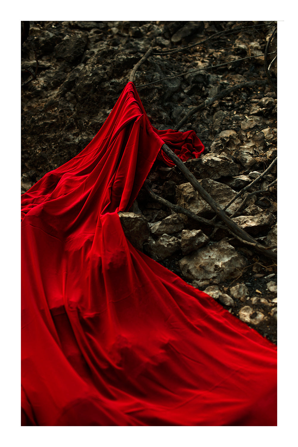Burnt Forest - limited Red Series - photography